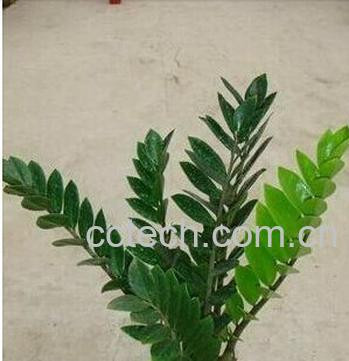 果蔬百科金钱树-0