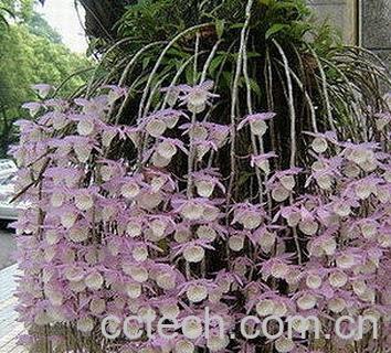 果蔬百科兜唇石斛-0