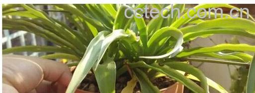 果蔬百科吊兰-0