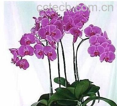 果蔬百科蝴蝶兰-0