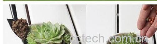 果蔬百科观音莲的养殖方法-0