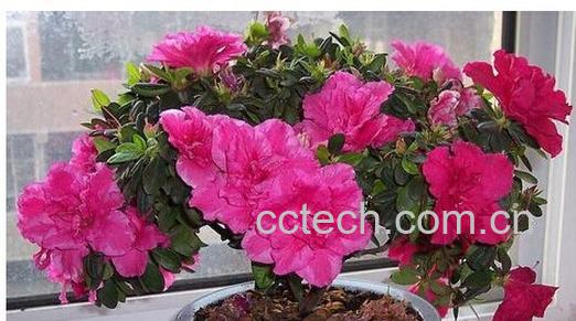 果蔬百科杜鹃花-0