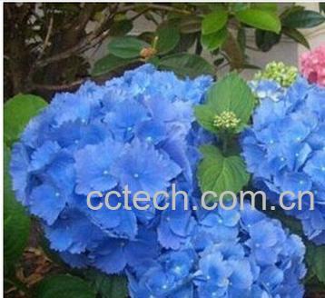 果蔬百科绣球花-0