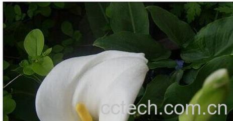 果蔬百科马蹄莲-0