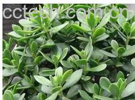 果蔬百科玉树-0