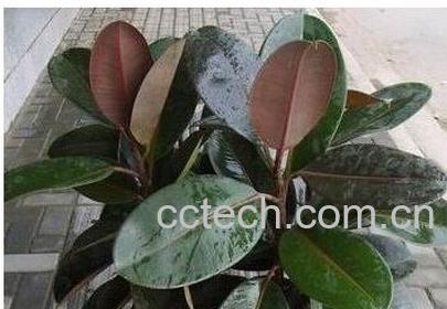 果蔬百科橡皮树的养殖方法-0