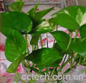 果蔬百科水培绿萝-0