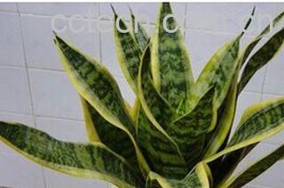 果蔬百科虎皮兰-0