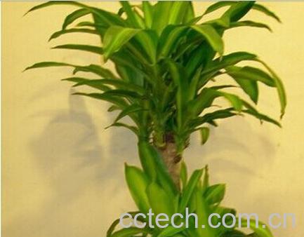 果蔬百科巴西木-0