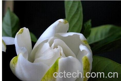 果蔬百科栀子花-0