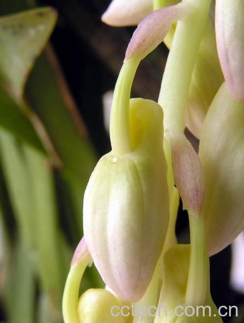 果蔬百科球花石斛-0