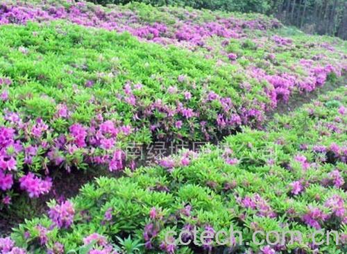 果蔬百科锦绣杜鹃-0