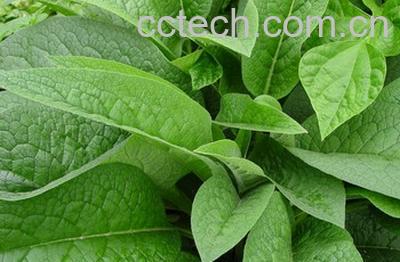 果蔬百科串叶松香草-0