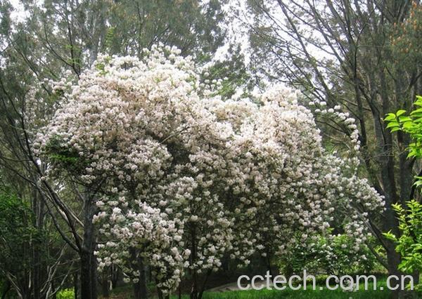 果蔬百科猬实-0