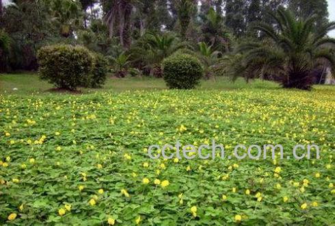 果蔬百科蔓花生-0