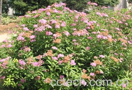 果蔬百科粉花绣线菊-0