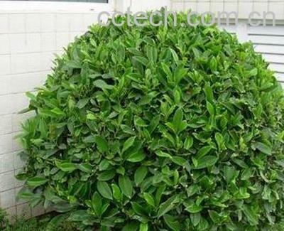 果蔬百科灰莉-0