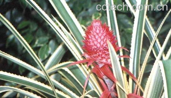 果蔬百科艳凤梨-0