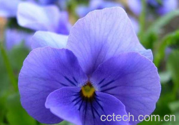 果蔬百科东北百合-0