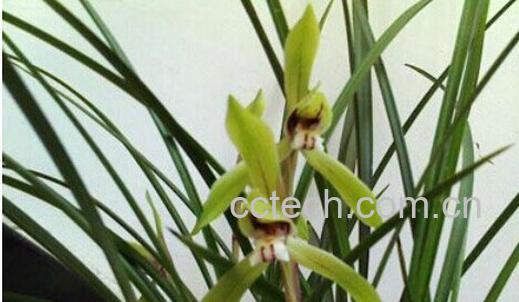 果蔬百科兰花-0