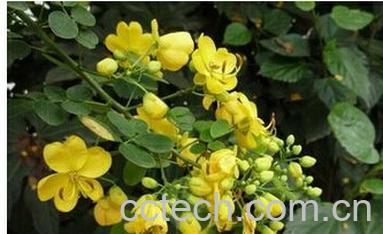 果蔬百科槐花-0