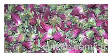 果蔬百科月季花-0