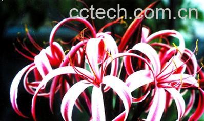 果蔬百科红花文殊兰-0