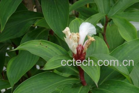 果蔬百科闭鞘姜-0