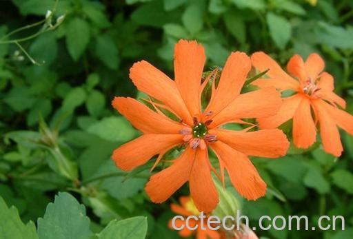 果蔬百科剪秋萝-0