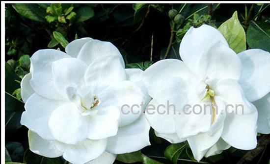 果蔬百科华北珍珠梅-0