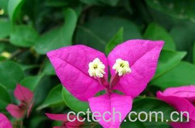 果蔬百科三角梅-0