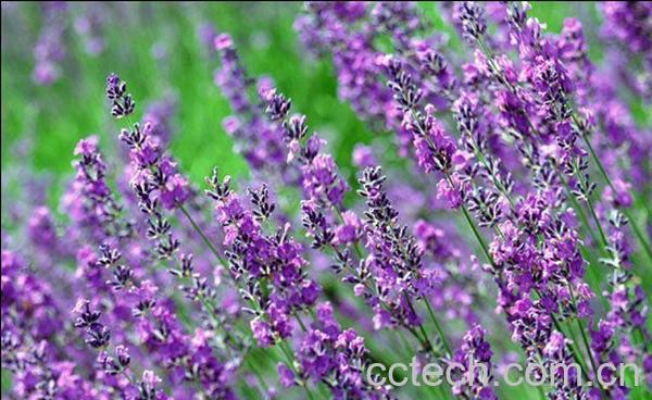 果蔬百科薰衣草-0