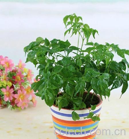 果蔬百科幸福树-0