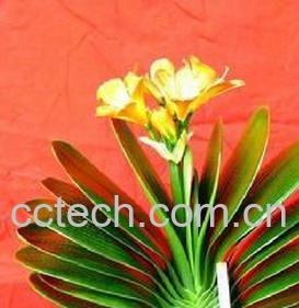 果蔬百科君子兰-0