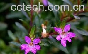 果蔬百科萼距花-0