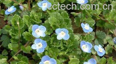 果蔬百科阿拉伯婆婆纳-0