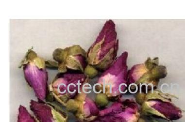 果蔬百科月季花-0