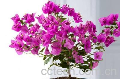 果蔬百科多叶羽扇豆-0