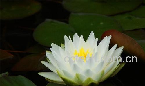 果蔬百科白睡莲-0