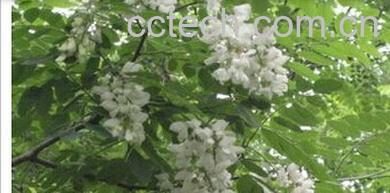 果蔬百科槐花-0