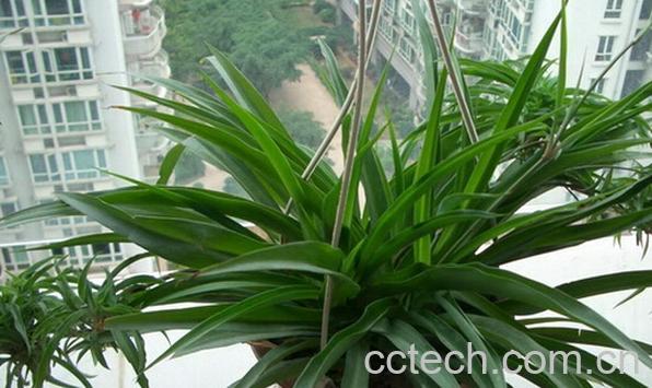 果蔬百科吊兰叶子发黄-0