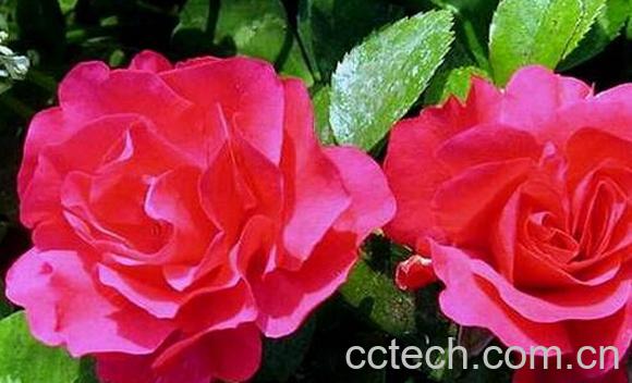 果蔬百科玫瑰和月季的区别-0