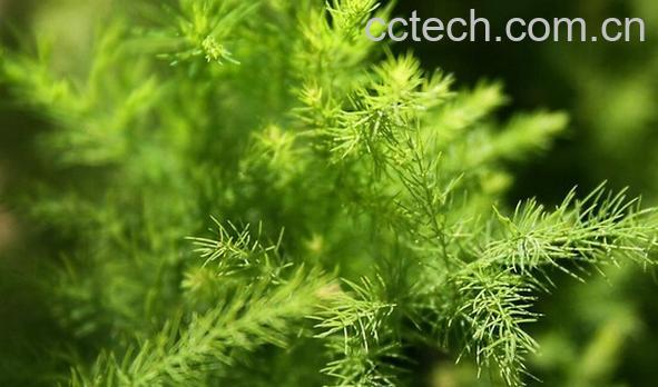 果蔬百科文竹叶子发黄怎么办-0