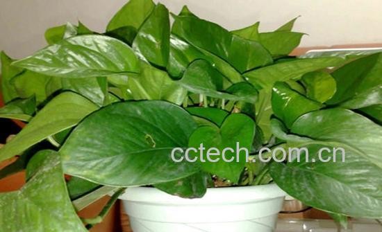 果蔬百科绿萝-0