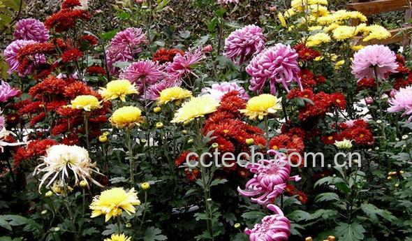 果蔬百科花中四君子-0