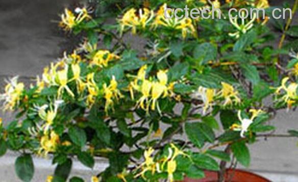 果蔬百科盆栽金银花-0
