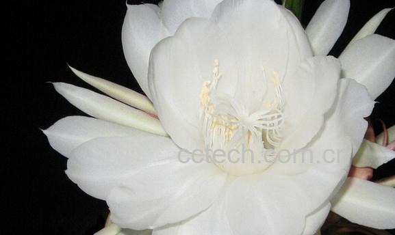 果蔬百科昙花的养殖方法-0