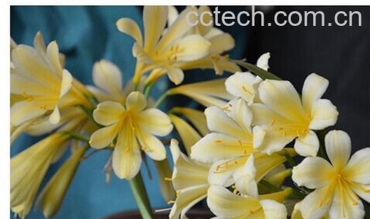 果蔬百科君子兰叶子发黄-0