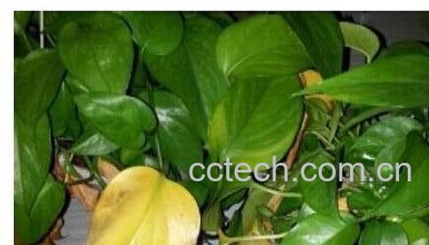 果蔬百科绿萝叶子发黄-0