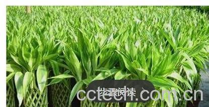 果蔬百科富贵竹-0